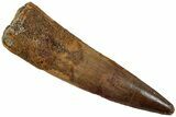 Fossil Spinosaurus Tooth - Beautiful Enamel Preservation #227267-1